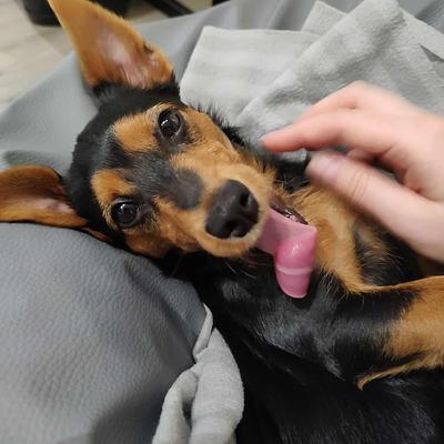 Bunia - Specjalistka zdrowia psychicznego, Dogoterapeutka